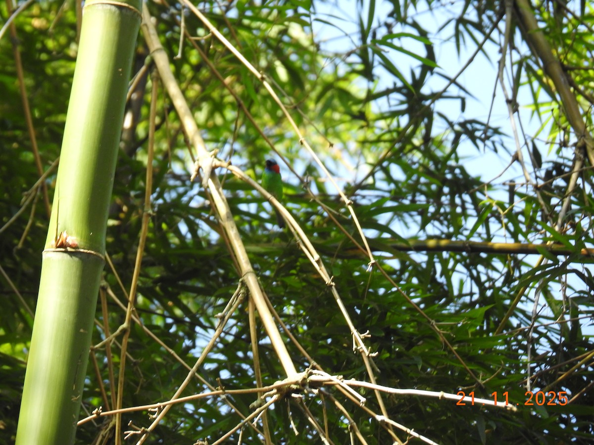 Red-necked Tanager - ML645607283