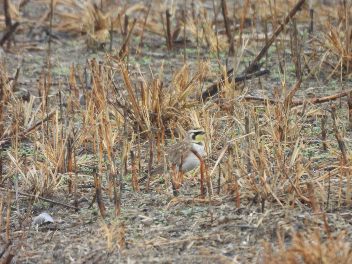 Horned Lark - ML645607285