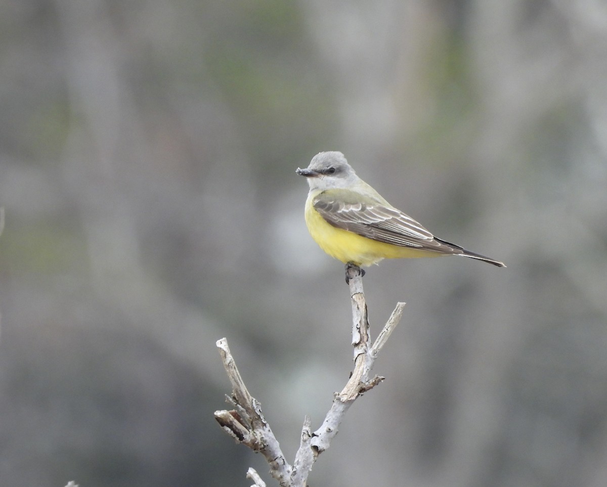 Western Kingbird - ML645607296