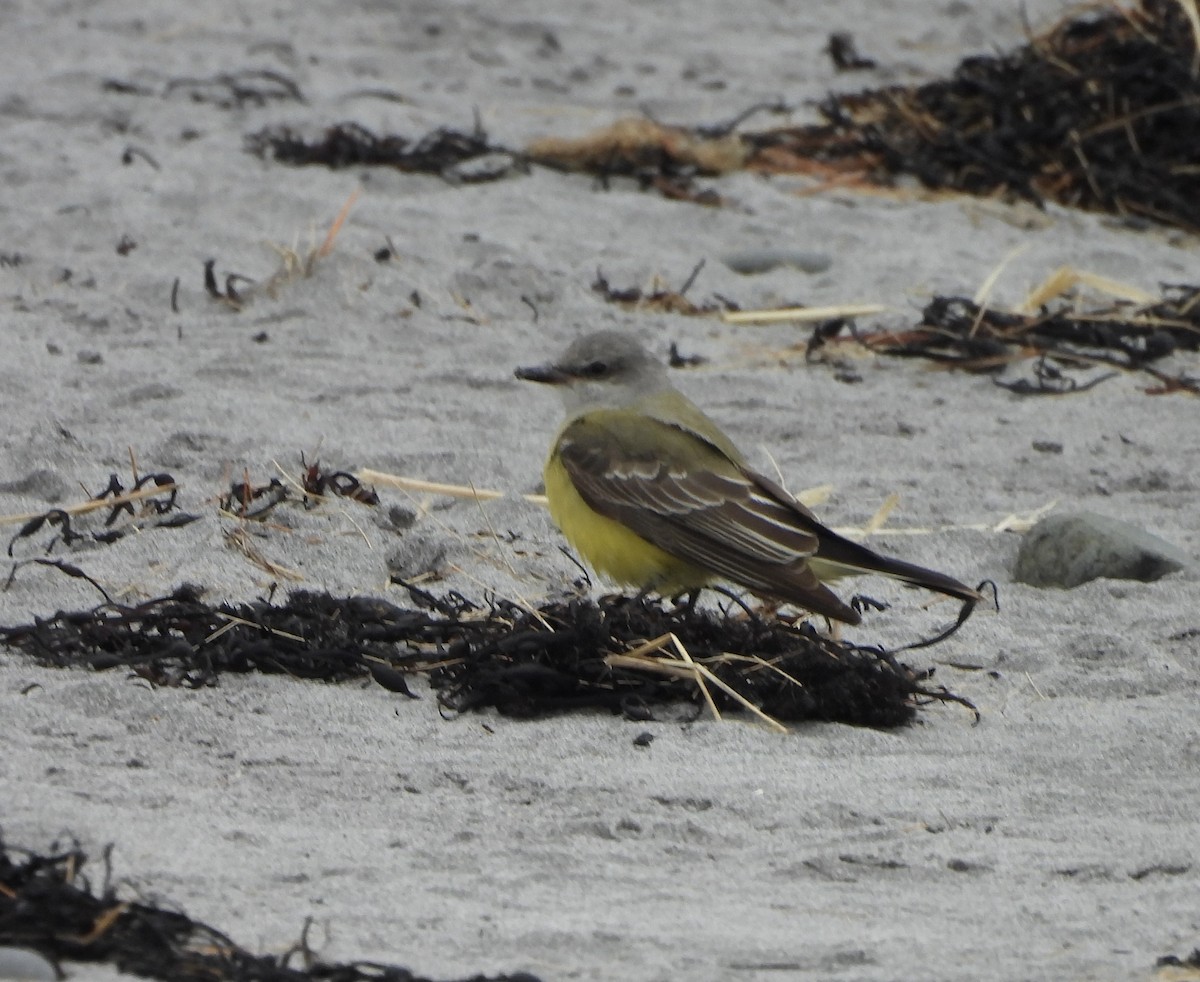 Western Kingbird - ML645607297