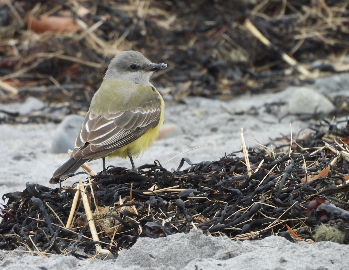 Western Kingbird - ML645607298