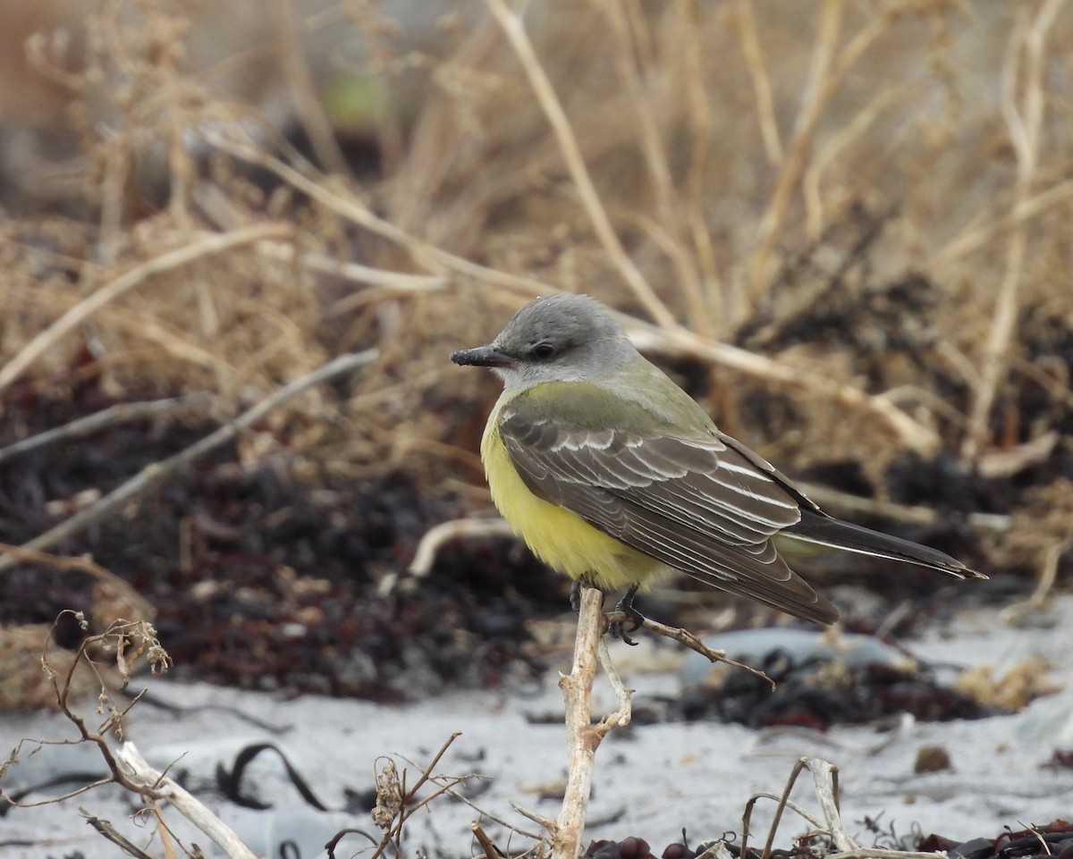 Western Kingbird - ML645607299