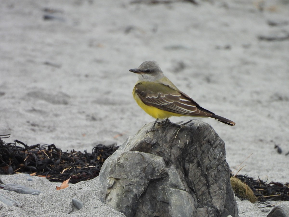 Western Kingbird - ML645607300