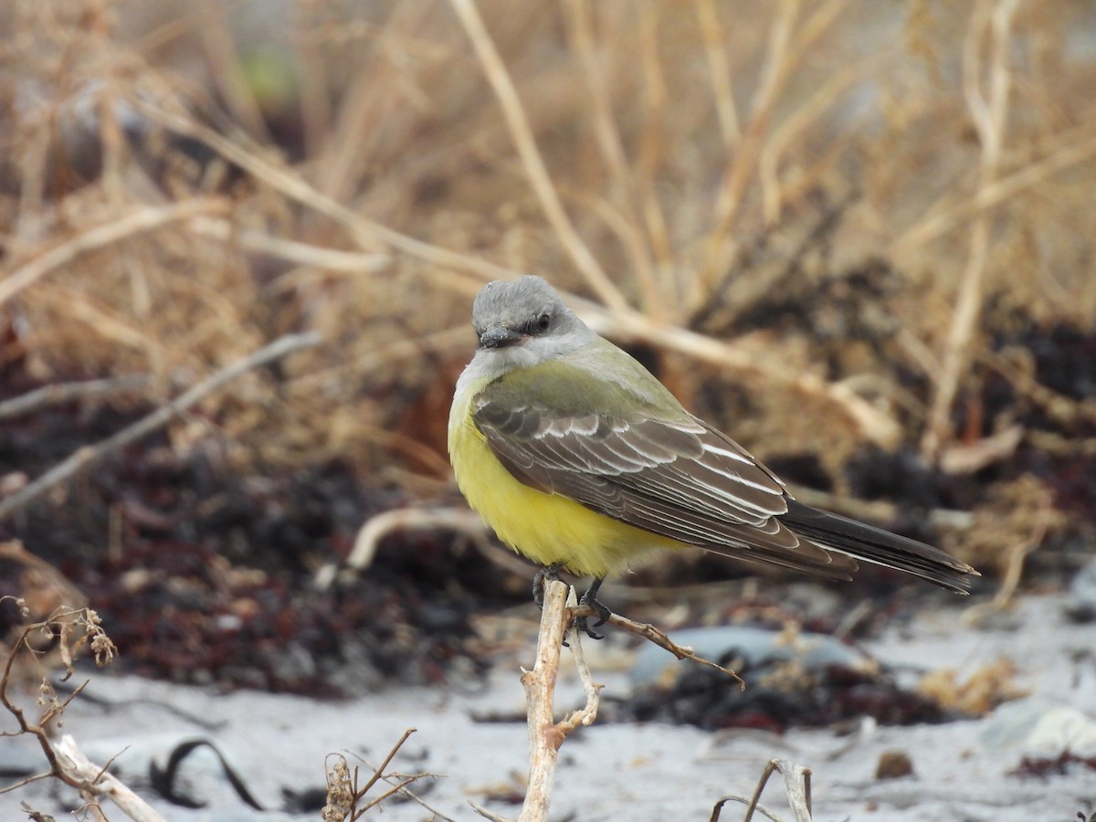 Western Kingbird - ML645607301