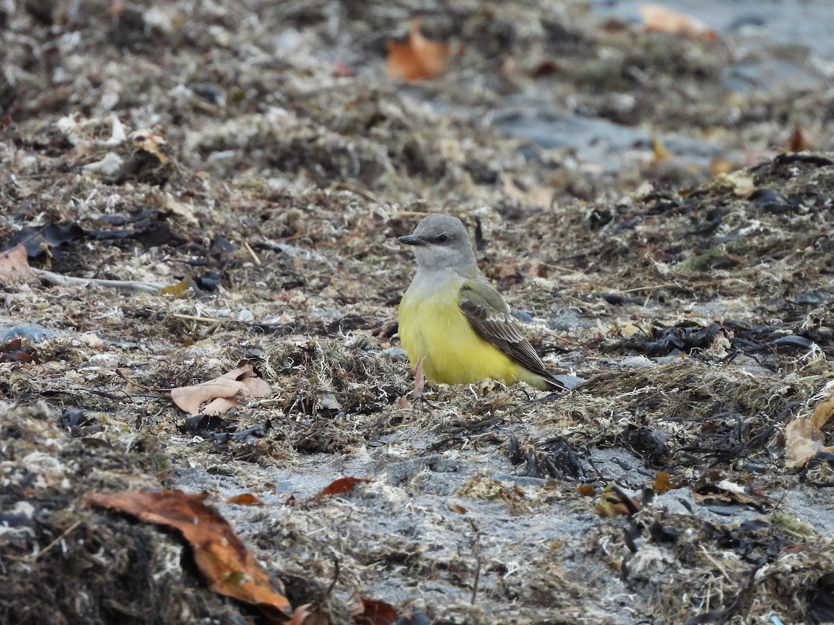 Western Kingbird - ML645607302