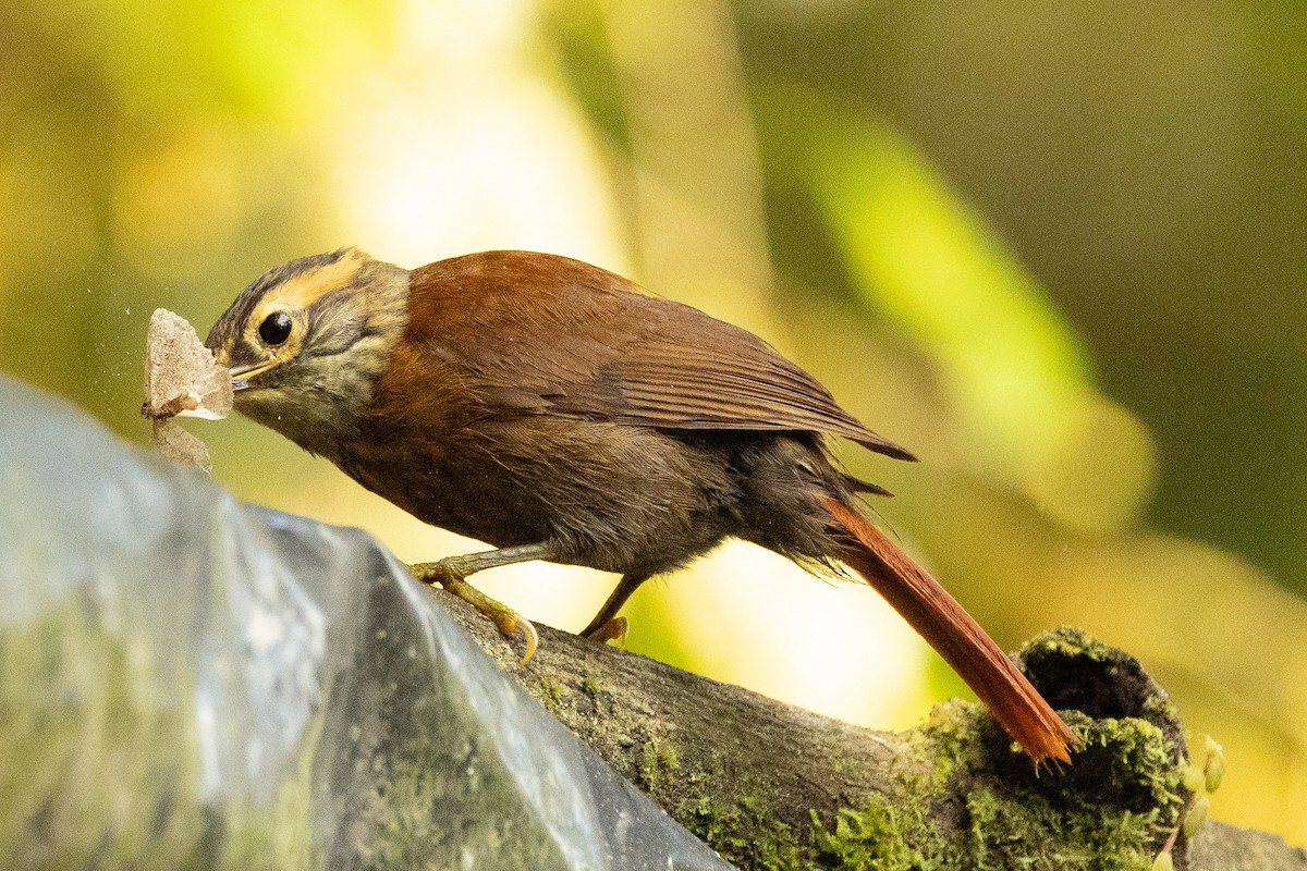 Scaly-throated Foliage-gleaner - ML645607318