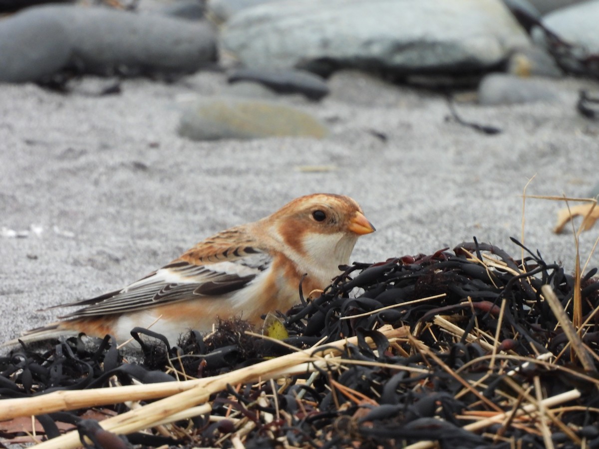 Zigolo delle nevi - ML645607320