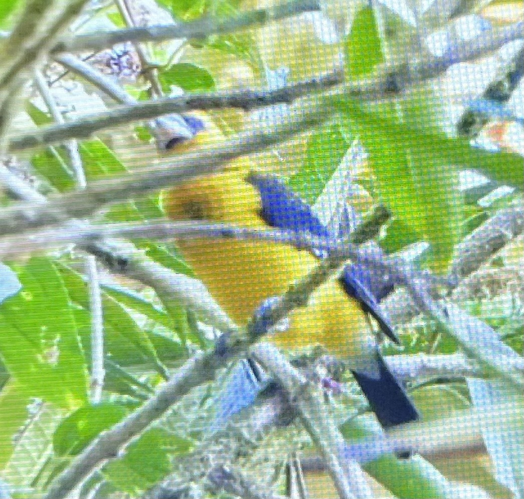 Black-thighed Grosbeak - ML645607321