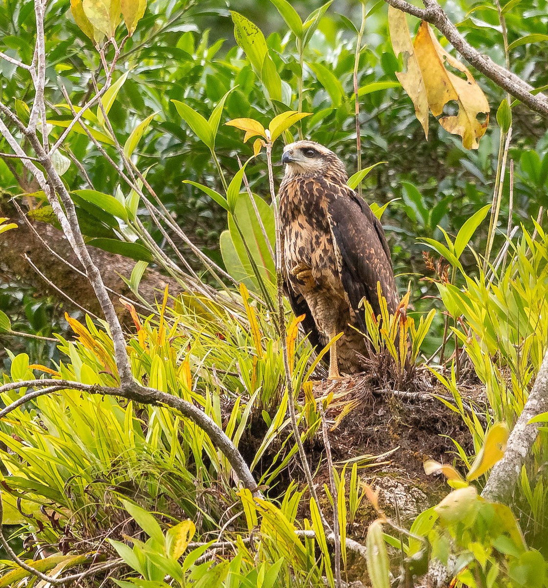 Great Black Hawk - ML645607324