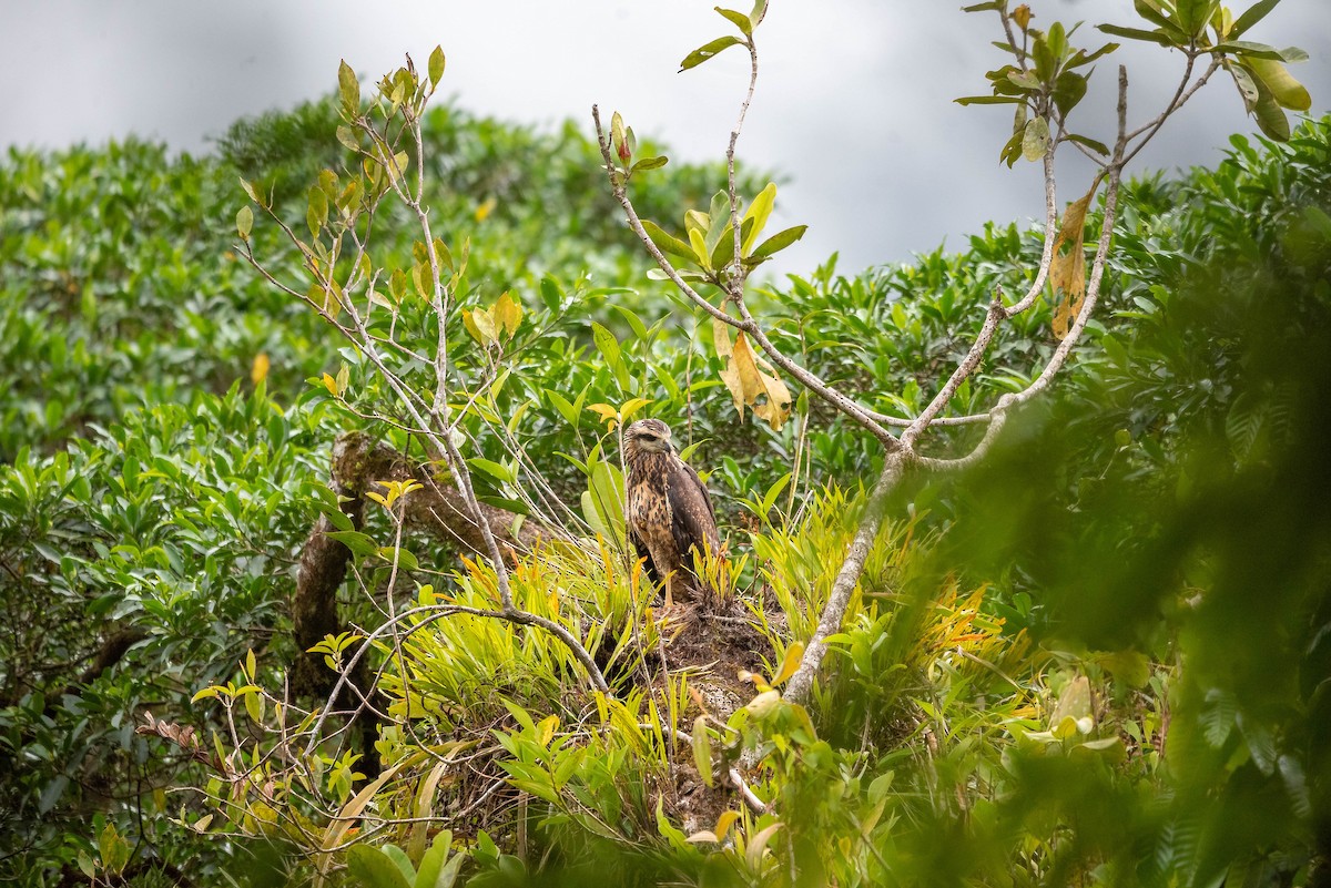 Great Black Hawk - ML645607325