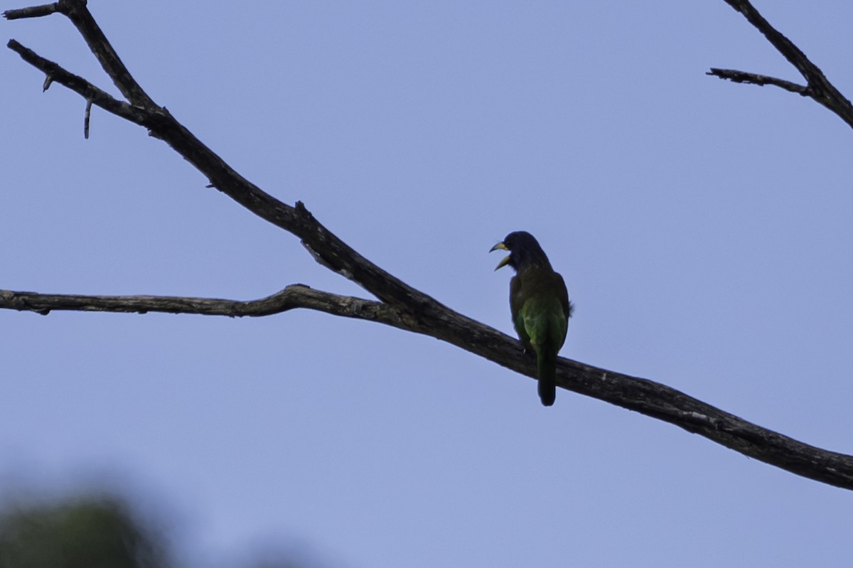 barbet velký - ML645607327