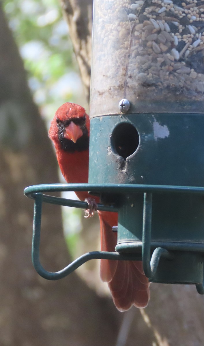 Northern Cardinal - ML645607341