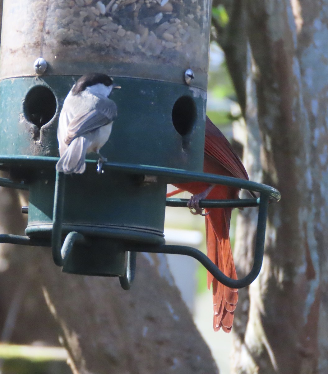 Northern Cardinal - ML645607342