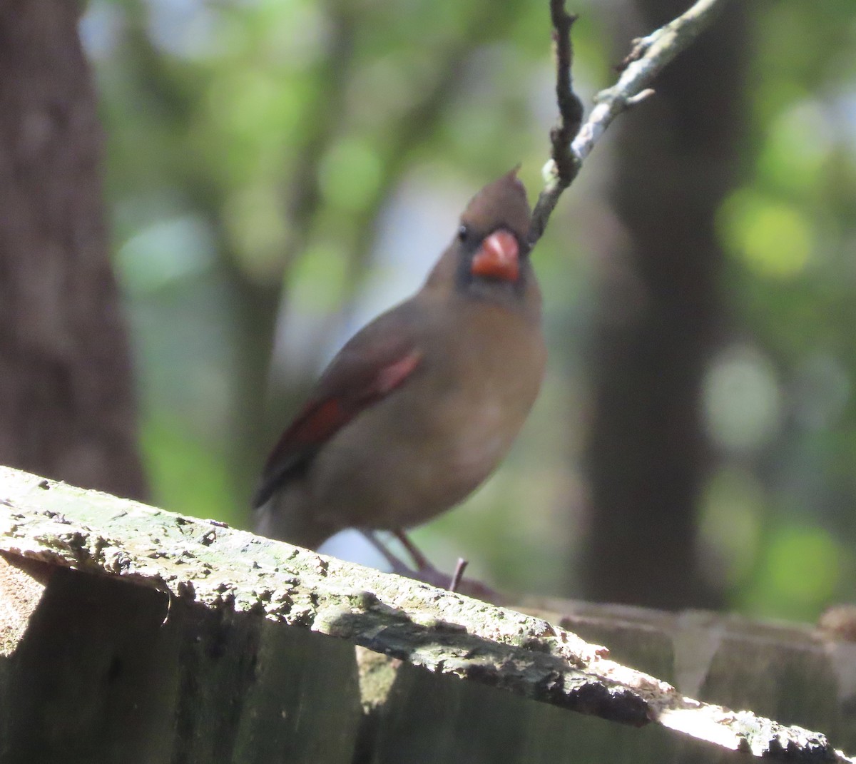 Northern Cardinal - ML645607343