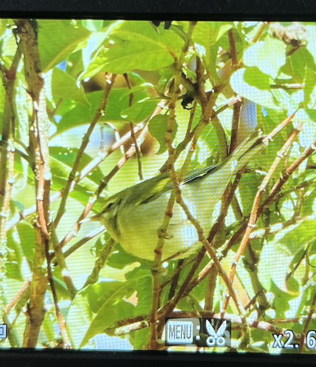 Golden-winged Warbler - ML645607355