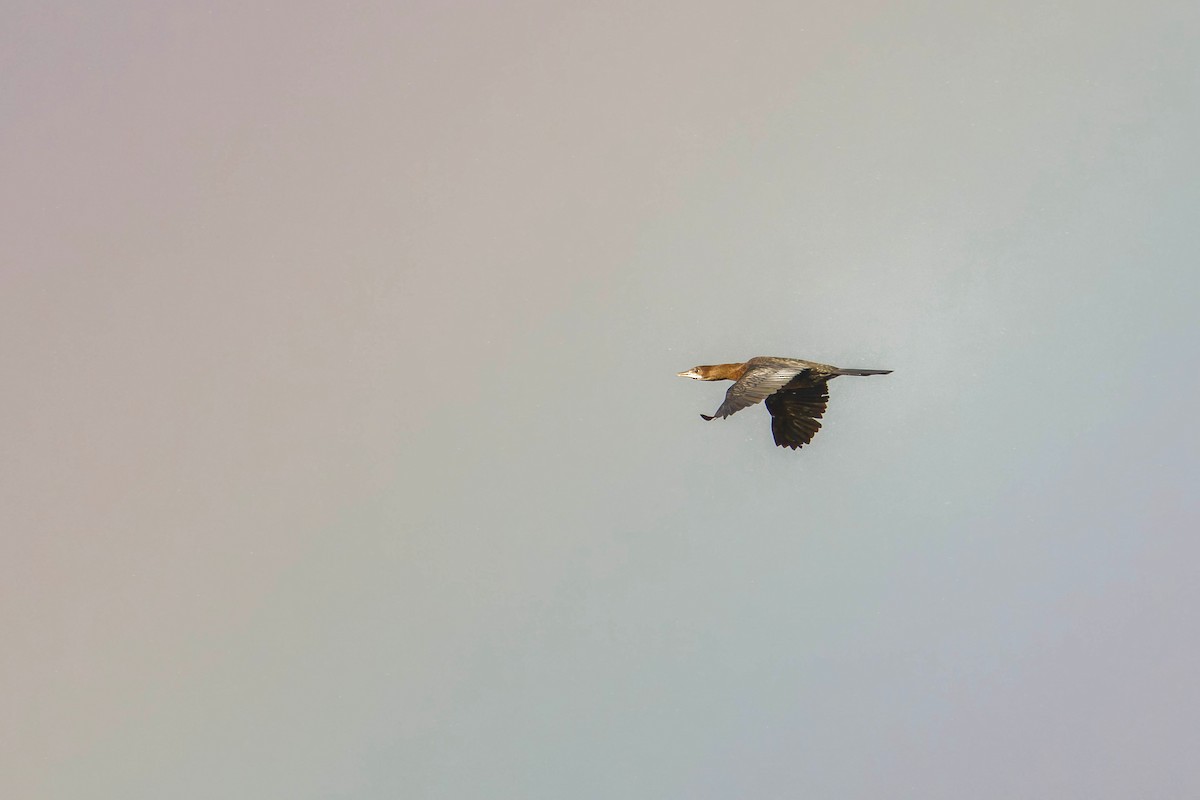 Ubarroi txikia - ML645607365