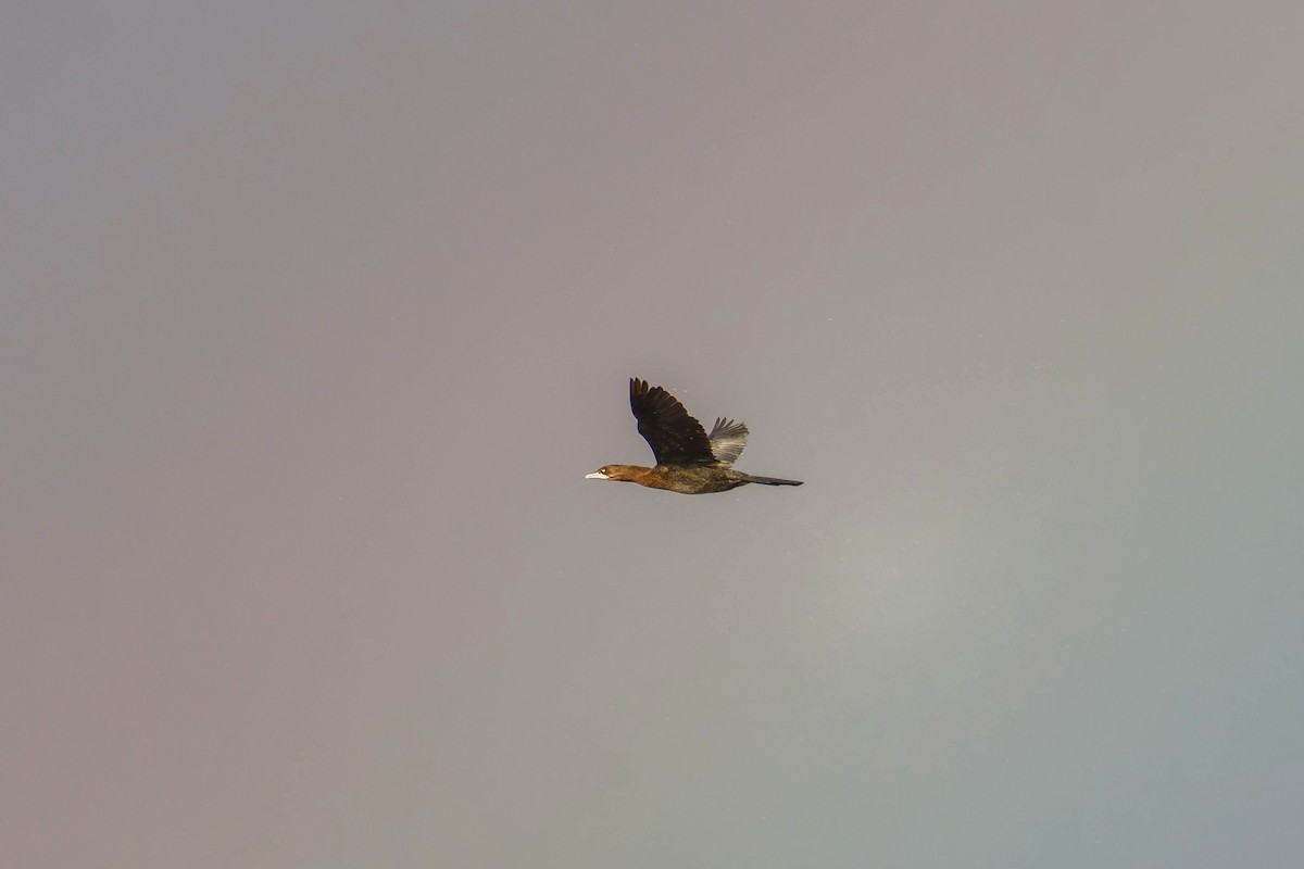 Ubarroi txikia - ML645607366