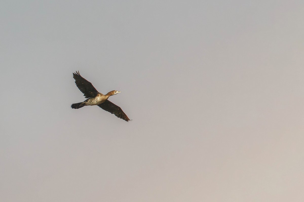 Ubarroi txikia - ML645607367