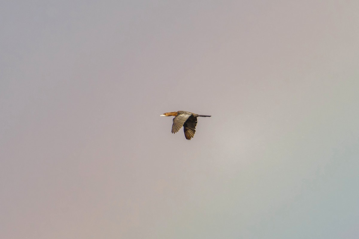 Ubarroi txikia - ML645607368