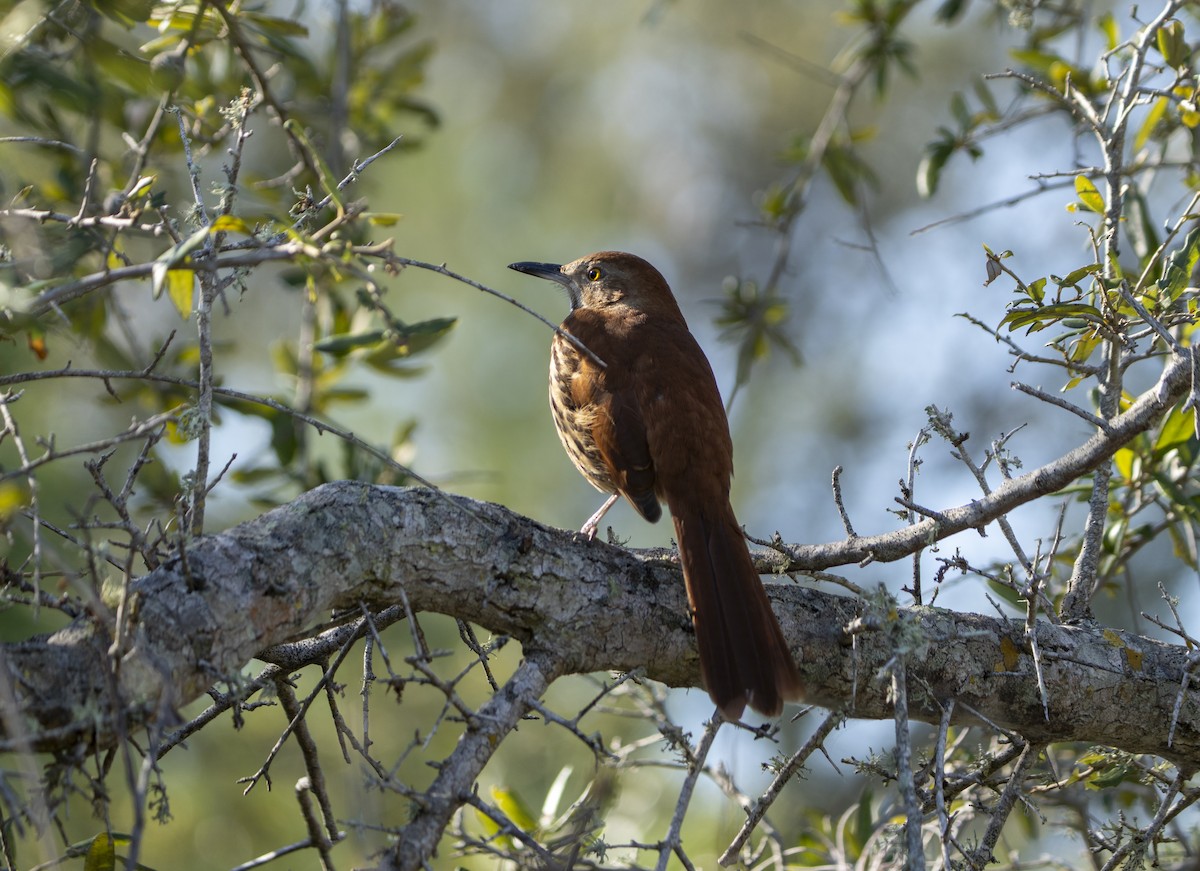 Brown Thrasher - ML645607399
