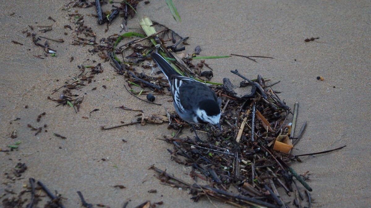 konipas bílý (ssp. yarrellii) - ML645607408