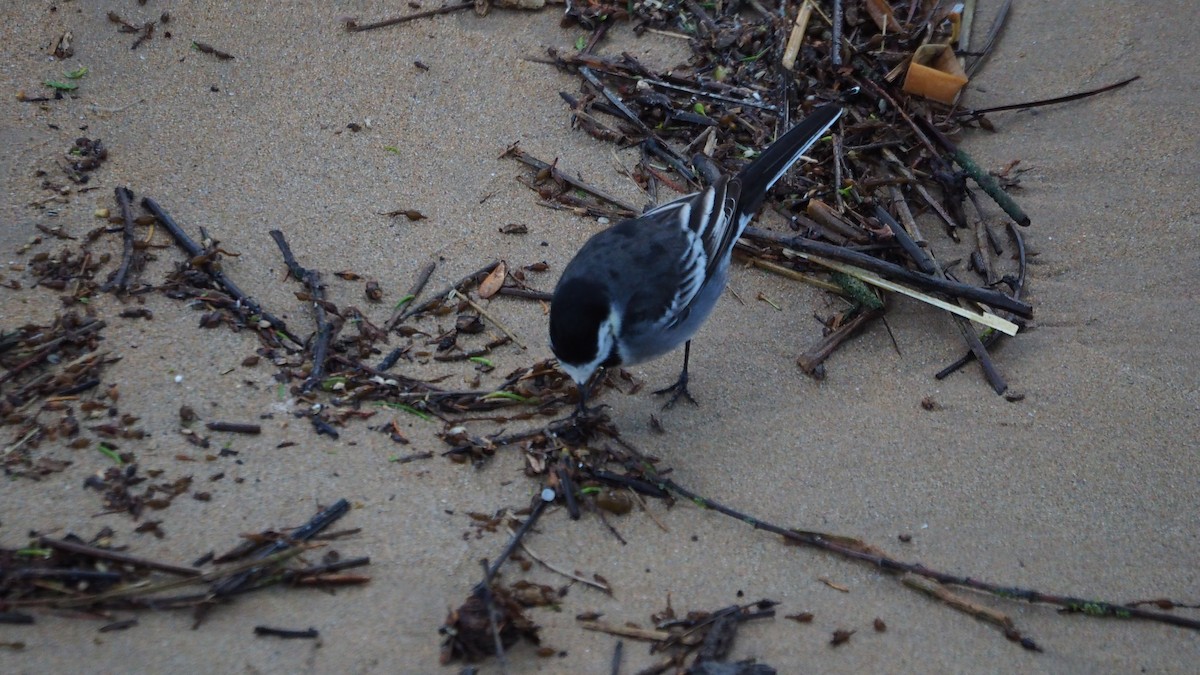 konipas bílý (ssp. yarrellii) - ML645607414