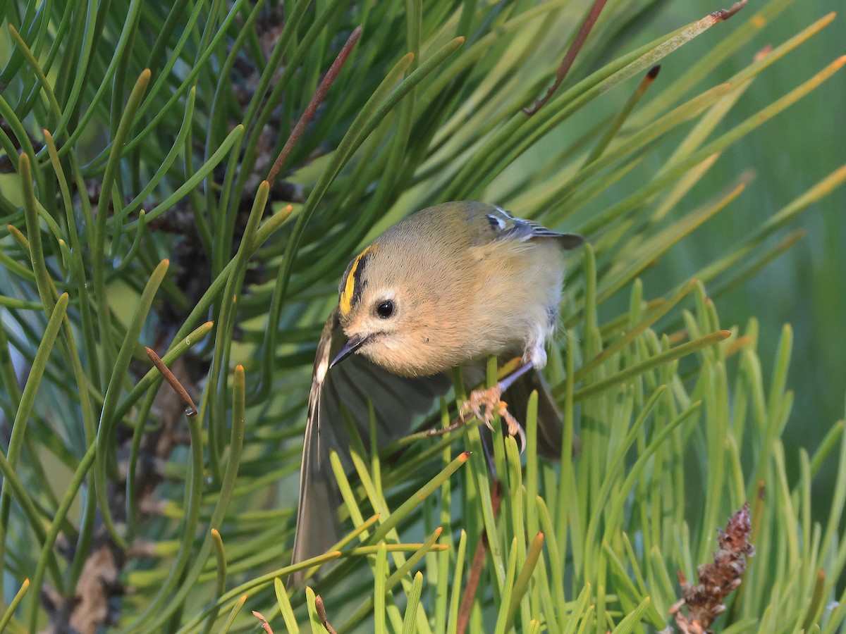 Goldcrest - ML645607419