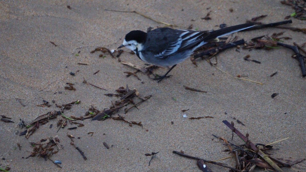 konipas bílý (ssp. yarrellii) - ML645607421