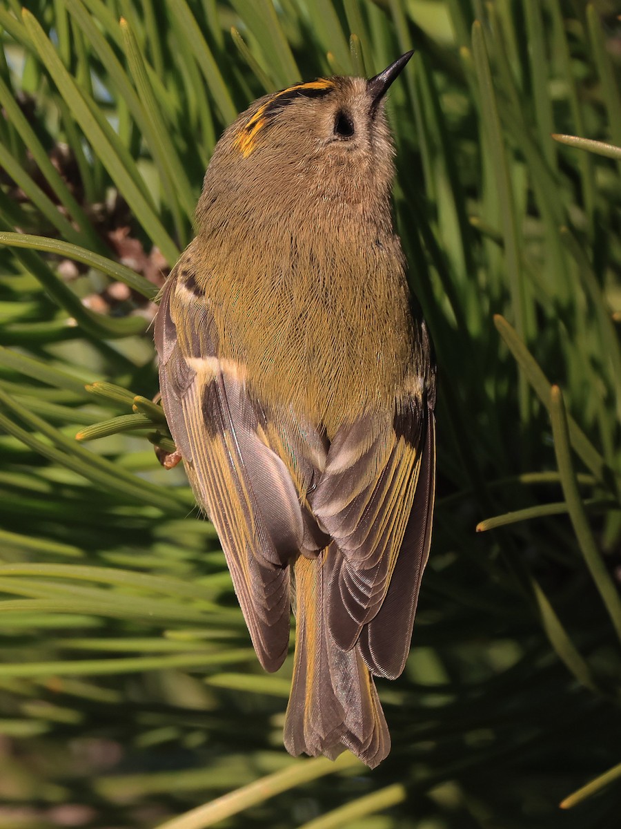 Goldcrest - ML645607431