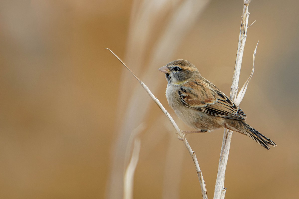 Dead Sea Sparrow - ML645607441