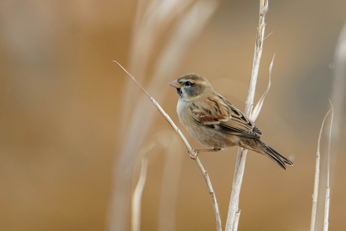 Dead Sea Sparrow - ML645607442