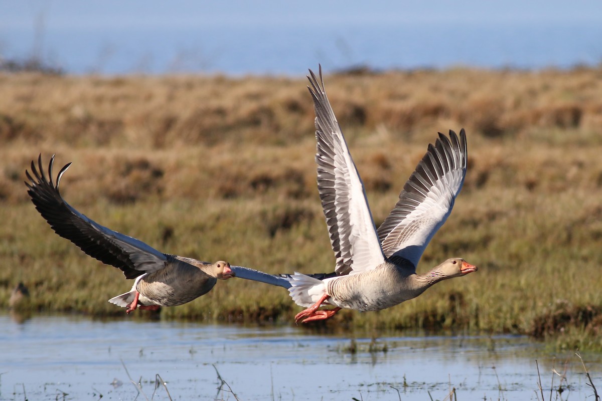 Graylag Goose (European) - ML645607445