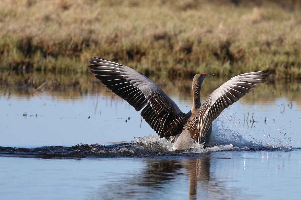 Graylag Goose (European) - ML645607446