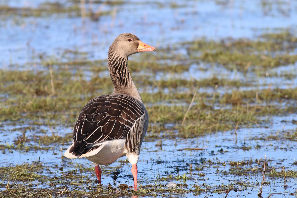 Graylag Goose (European) - ML645607447
