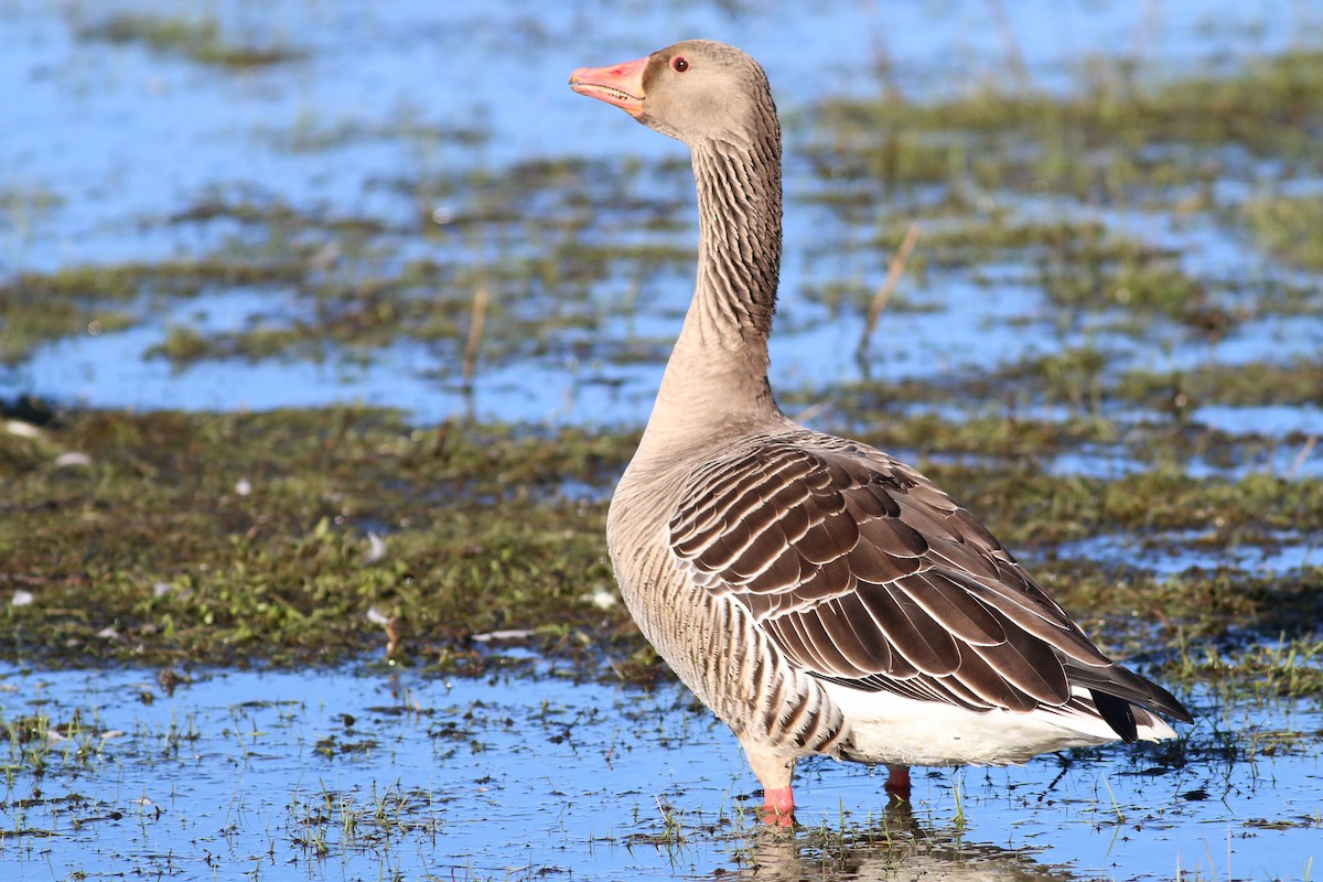 Graylag Goose (European) - ML645607448