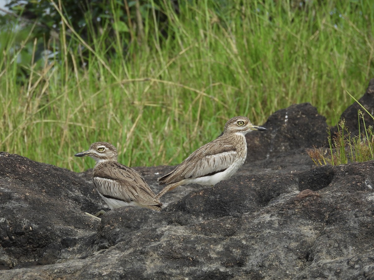 Wassertriel - ML645607449