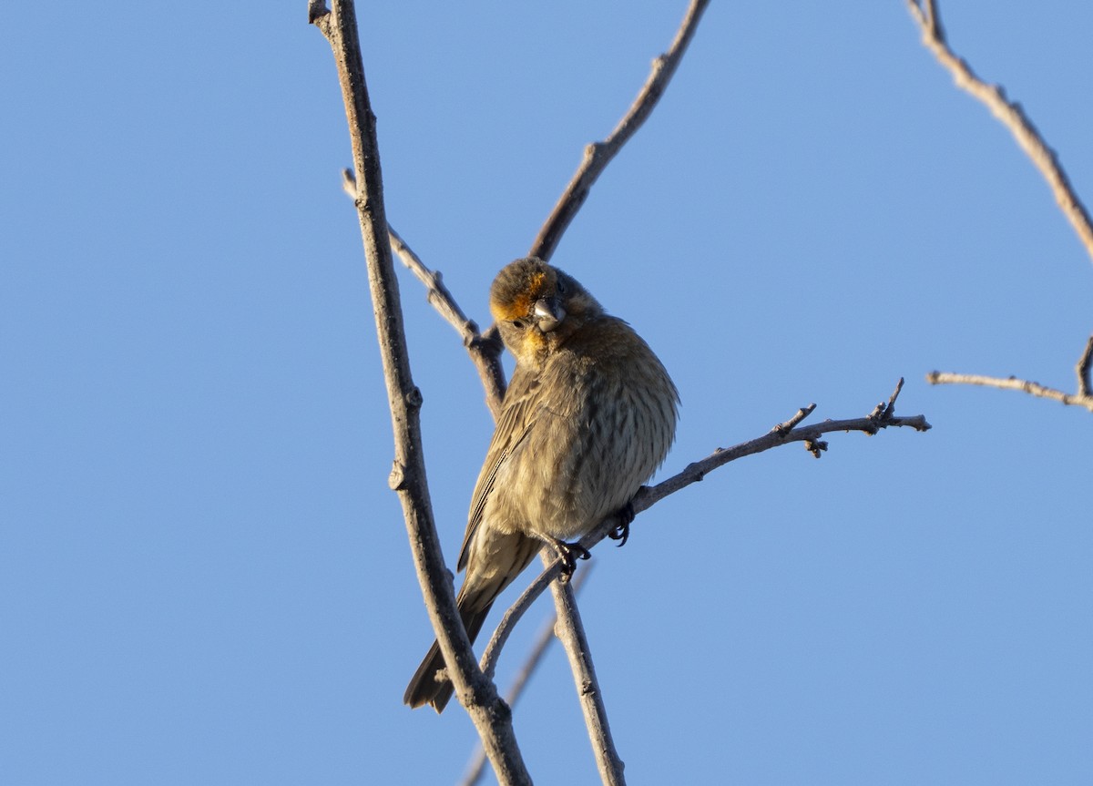 House Finch - ML645607452
