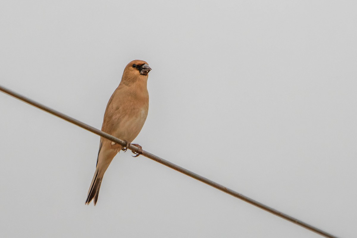 ハシグロナキマシコ - ML645607453