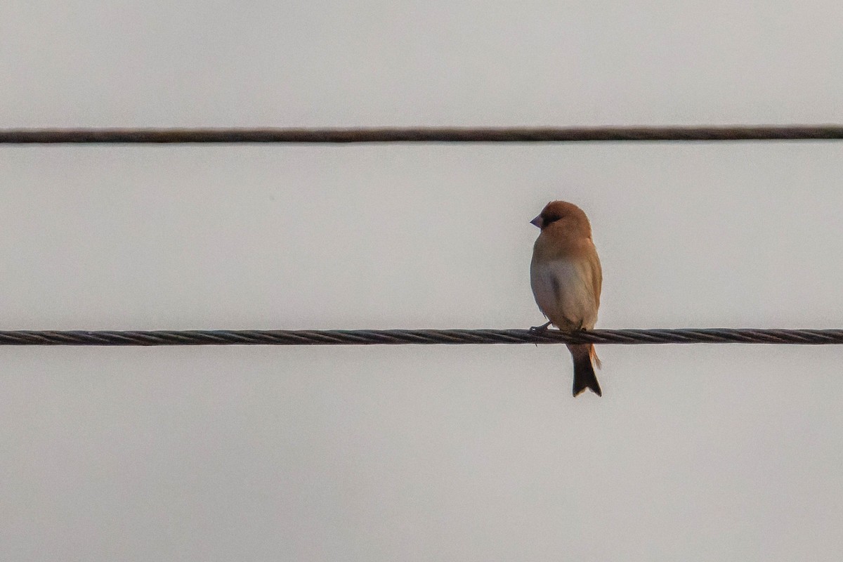 ハシグロナキマシコ - ML645607454