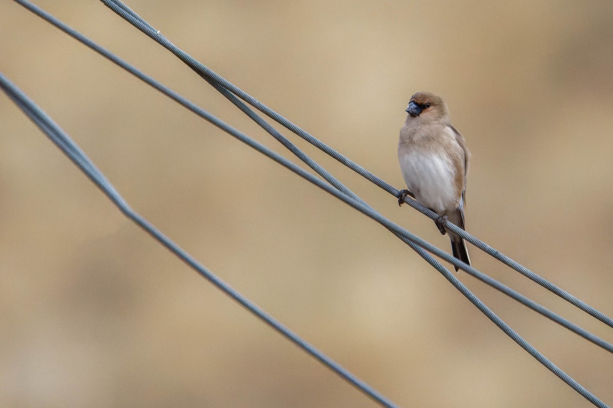 ハシグロナキマシコ - ML645607455