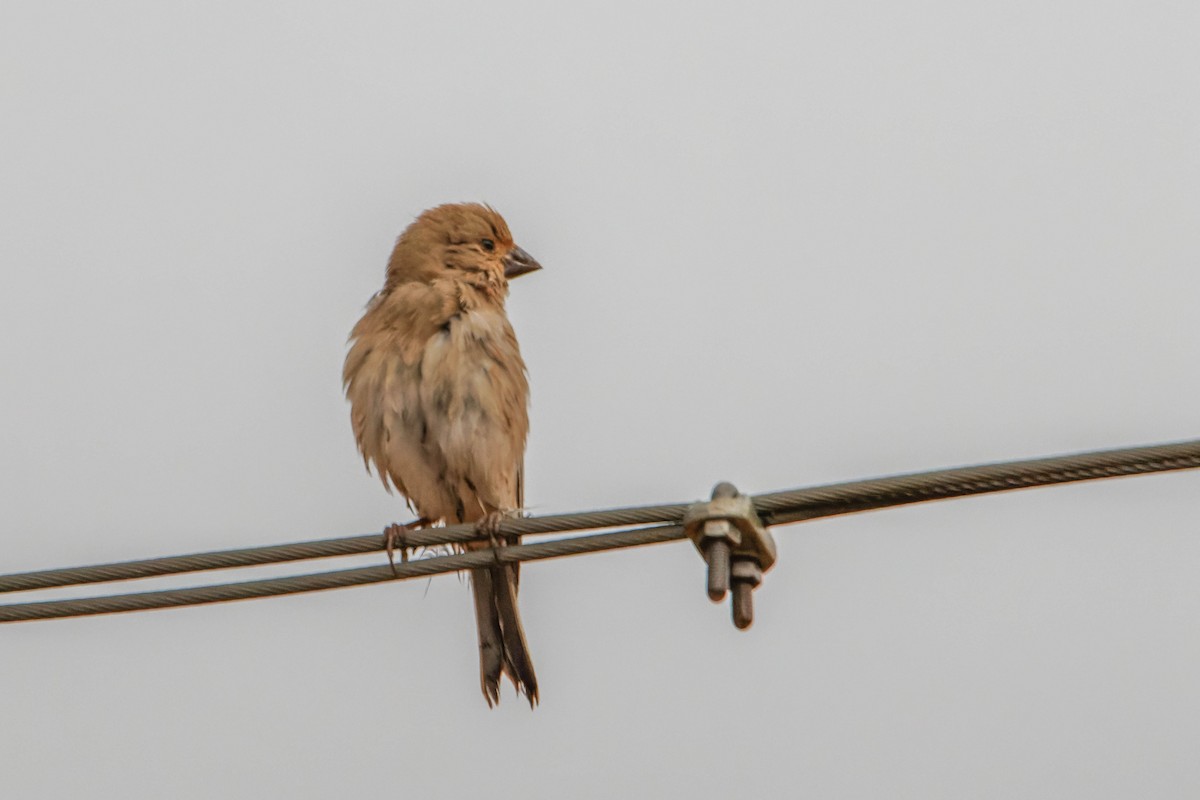 ハシグロナキマシコ - ML645607456