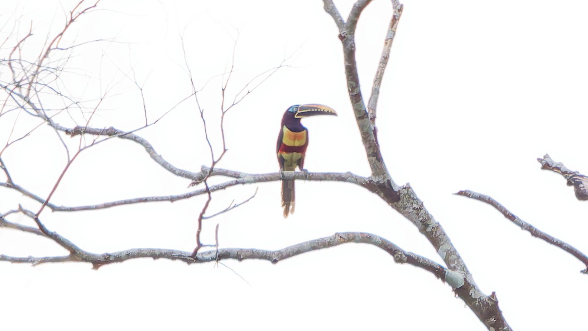 arassari hnědouchý - ML645607458