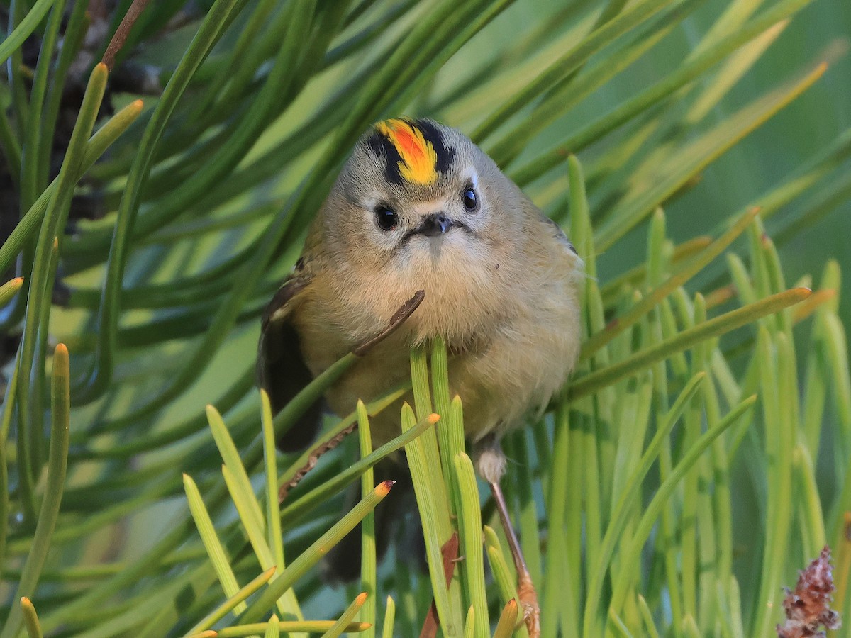Goldcrest - ML645607460