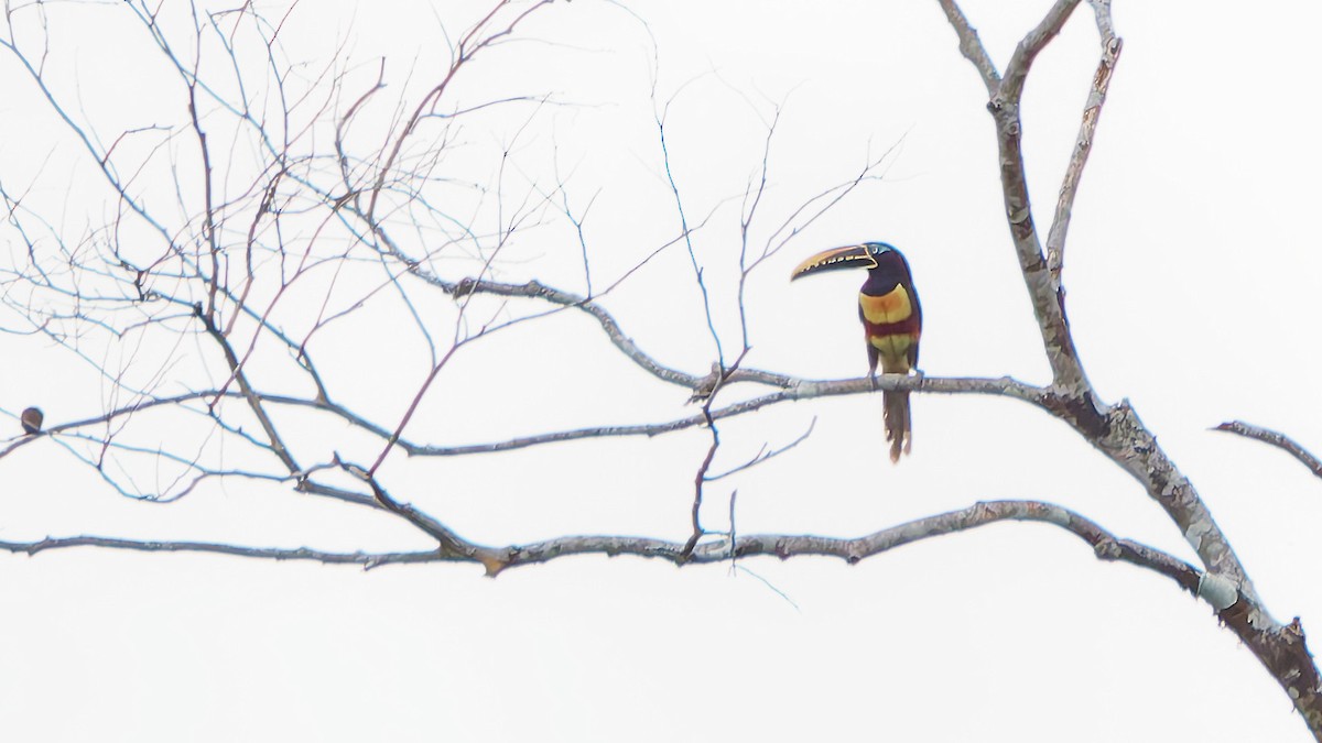 arassari hnědouchý - ML645607464