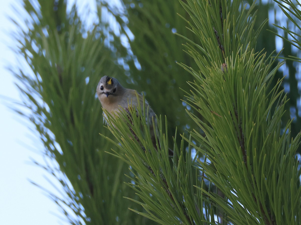 Goldcrest - ML645607466