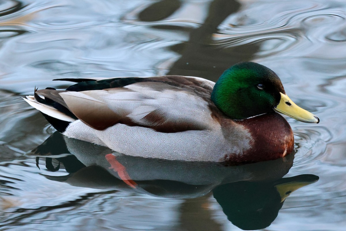 kachna divoká - ML645607481