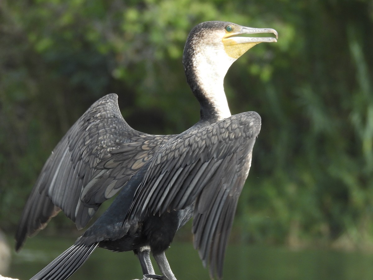 Kormoran (Weißbrustkormoran) - ML645607496