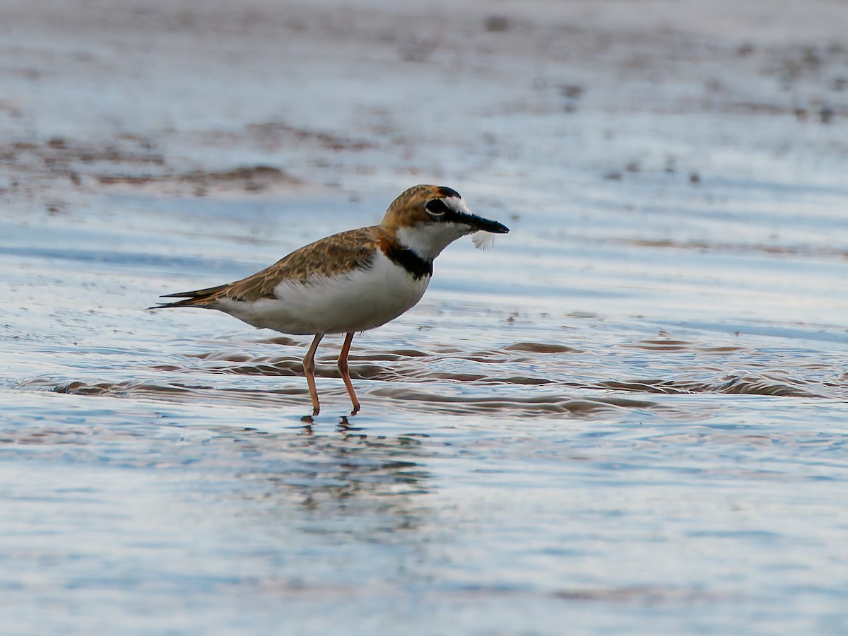 Collared Plover - ML645607497