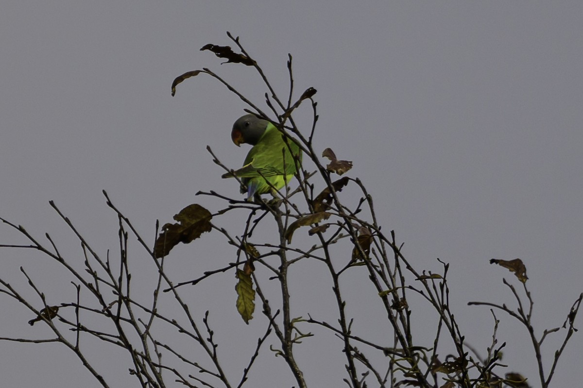 Gray-headed Parakeet - ML645607515