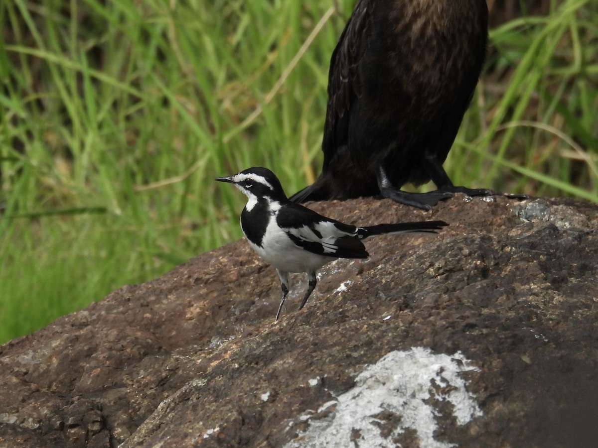 Witwenstelze - ML645607519